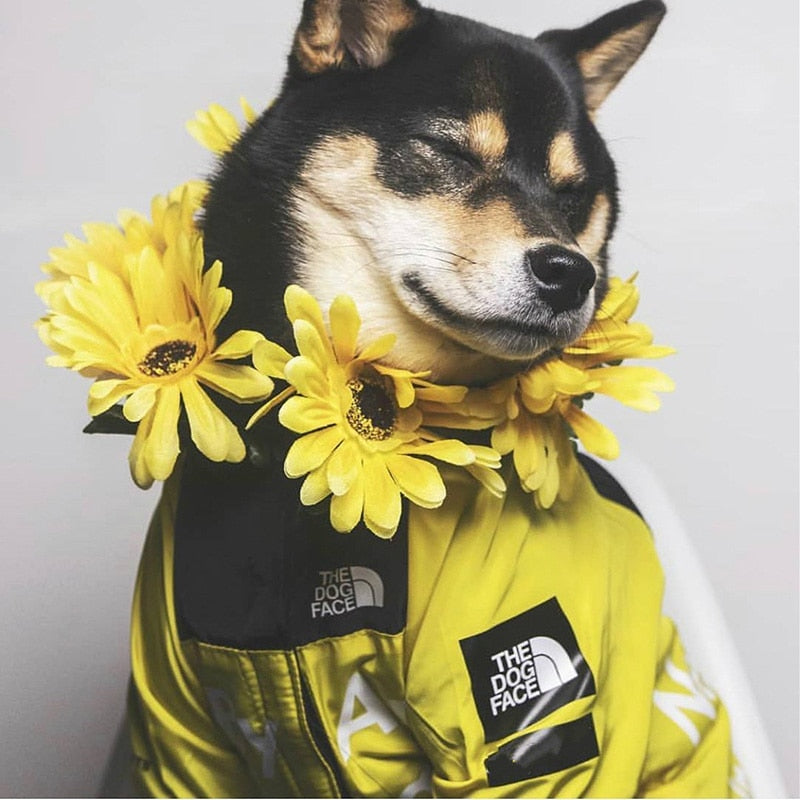Stylish Dog Raincoat For Small And Big Dogs