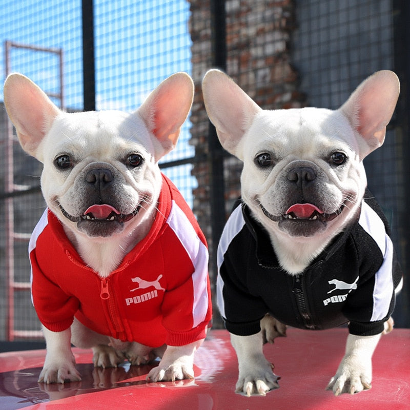Winter Dog Jacket For Small And Medium Dogs