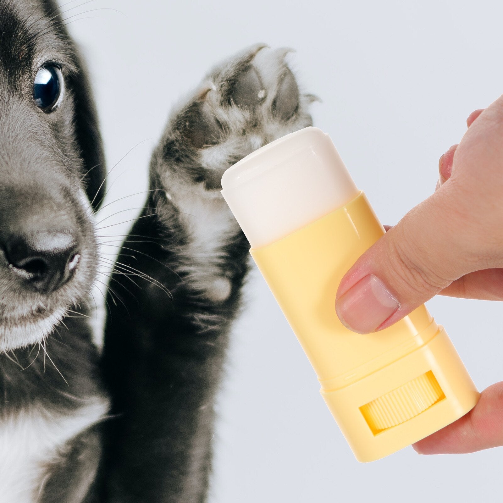 Moisturizing Care for Dogs and Cats During Winter